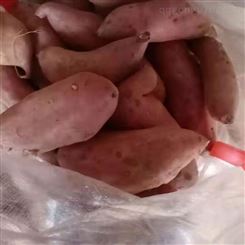 地瓜红薯新鲜出售 软糯香甜 沂蒙种植齐全种类 糖心白