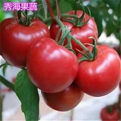 高产西红柿销售 秀海果蔬 高产西红柿种植 高产大棚西红柿