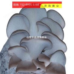 食用菌秀珍菇颗粒种 高产秀珍菇高温低温菌种