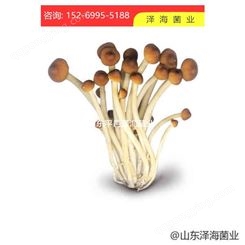 批发茶树菇颗粒种 茶树菇菌包高产量