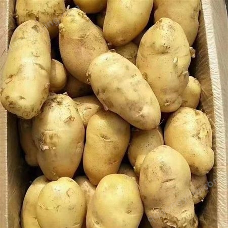 马铃薯种植地 山东荷兰土豆批发价格 超市采购欢迎来人装车 繁荣果蔬