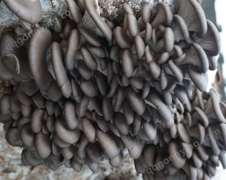 灰平菇 高温低温菌种母种原种栽培种一级种二级种三级种出菇菌包
