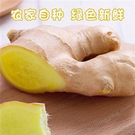 大黄姜新鲜上市价格 高产姜种批发 现货供应