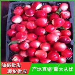 126油桃批发供应商-丽春早红宝石油桃基地-昊昌