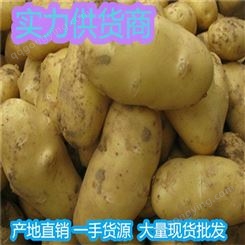 玉林冷库储存的马铃薯批发价格 出口级马铃薯基地价格昊昌农产品