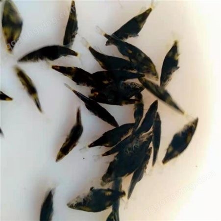 深圳供应 季花鱼苗 席上有鳜鱼 熊掌也可舍 品质好 抗病毒