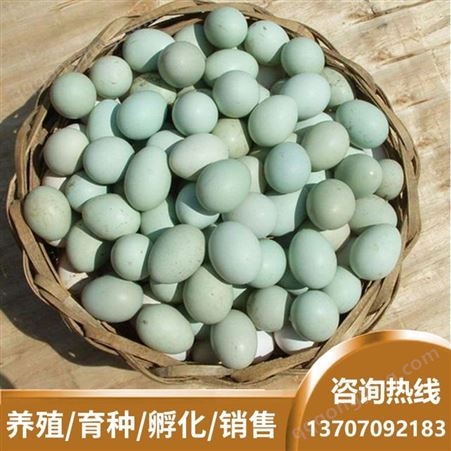批发农家绿壳鸡蛋 绿壳土鸡蛋现货 兴农种禽 鸡蛋量大从优 土鸡蛋价格