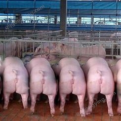 仔猪价格报价 大型仔猪市场 昊昌 欢迎考察