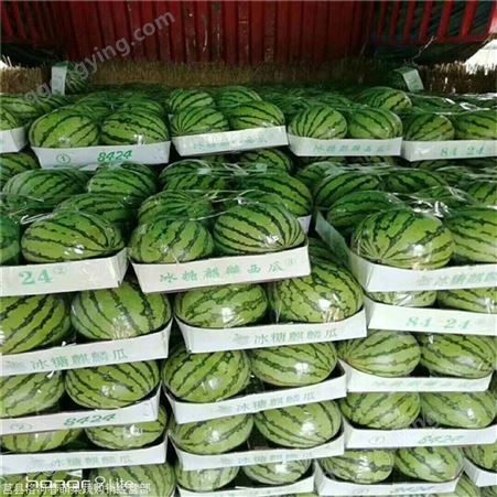 四川德阳青州尧沟西瓜多少钱一斤 甜王西瓜实时报价甜王西瓜现在一斤的价格