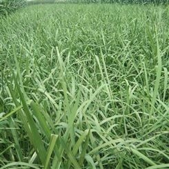 聊城区茅草种植农场供应批发青叶牌天然茅草