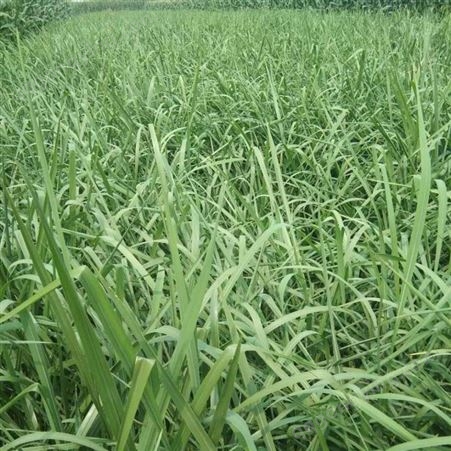 聊城区茅草种植农场供应批发青叶牌天然茅草