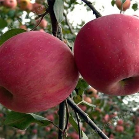 片红苹果 80以上红富士 脆甜多汁肉质细嫩 昊昌农产品