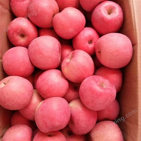 纸袋红星苹果 片红红富士 树上自然熟农家健康种植 昊昌农产品