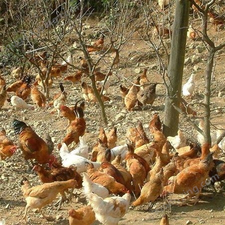 正宗散养土鸡180天以上农家散养新鲜现杀活鸡走地鸡柴鸡1000g以上