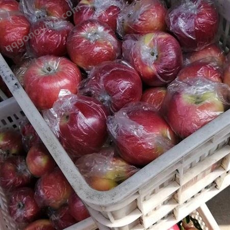 红富士苹果产地直发 冷库红富士苹果总产量