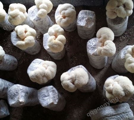 食用菌 种子猴头菇出菇菌包蘑菇种植出菇包品质精良泽海菌业