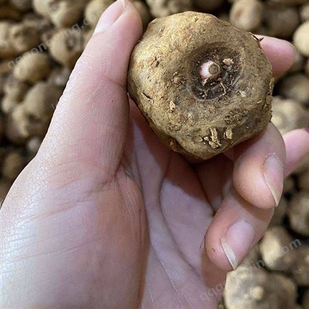 珠芽魔芋 可提供技术指导 高海拔地区产物 一代 抗病能力强
