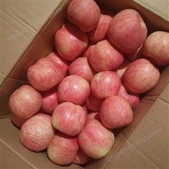 红富士苹果介绍 红富士苹果冷库批发价格走势