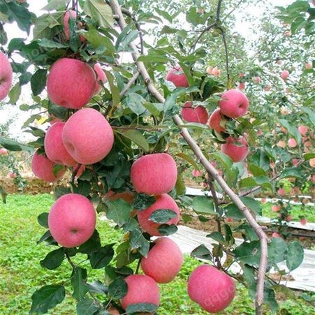 山东冠县苹果市场价格 每年有红富士苹果入冷库