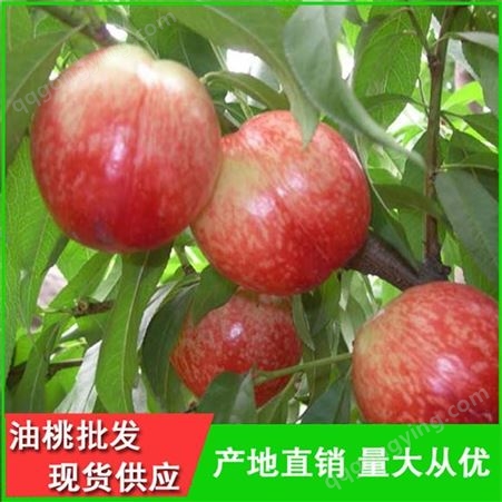 新鲜采摘早熟油桃 套袋油桃特产水果 吴昌