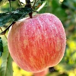 苹果产地行情 大量求购冷库红富士苹果