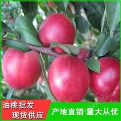 早红2号油桃价格-126油桃产地-昊昌