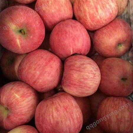 鲜生苹果果蔬购销 红富士苹果冷库贮存