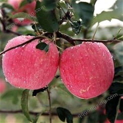 皮薄肉厚的红富士 红富士苹果75-80-90mm冷库苹果