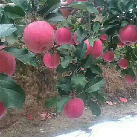 红富士苹果产地直发 冷库红富士苹果总产量