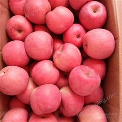 山东冠县苹果市场价格 每年有红富士苹果入冷库