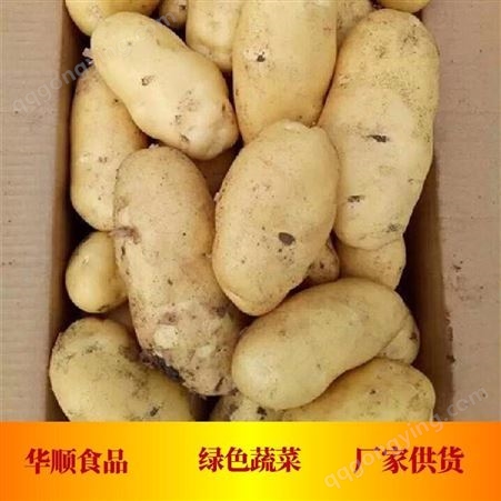 水洗土豆 属于块茎类作物 可用于市场销售 蔬菜供应厂家 华顺