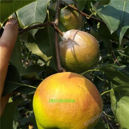 梨树苗有什么好品种 规格统一当天发货翠冠梨树苗 优质二年梨苗