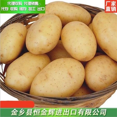 金乡土豆出口 土豆代购 大量供应土豆