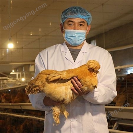 北京油鸡成年鸡唐山养殖场大量养殖北京油鸡可运输