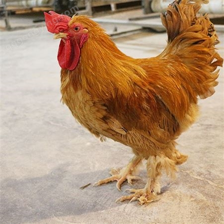 北京油鸡成鸡出售