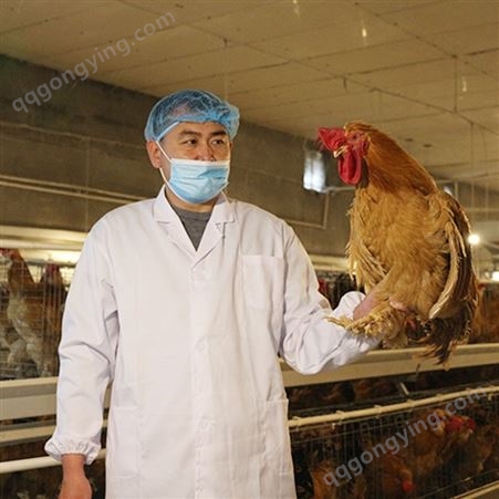 养殖场养殖北京油鸡成年鸡健康无病的北京油鸡厂家