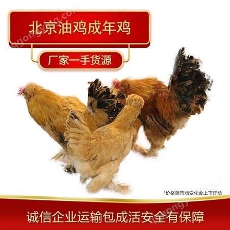 北京油鸡成年鸡唐山养殖场大量养殖北京油鸡可运输