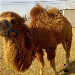 生态园骆驼养殖出售 产地直供 可观赏骑乘 单峰双峰均有