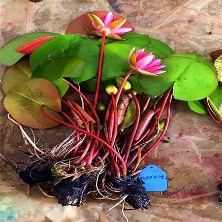 重庆 水生植物 盆栽睡莲 睡莲种植方法