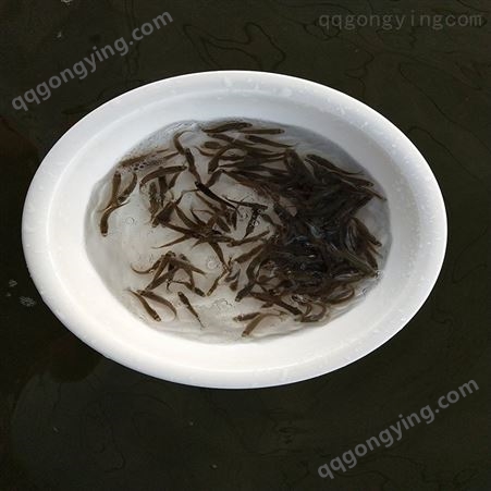 中渔水产 鲈鱼 黑鲈 欢迎咨询