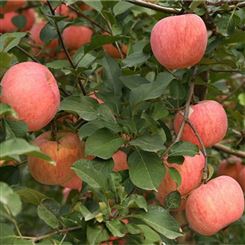柳州市苹果 红富士苹果 现货新鲜水果 价格实惠宏远果蔬