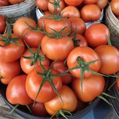白山市公司西红柿 西红柿批发 宏远果蔬 新鲜蔬菜 规格可选