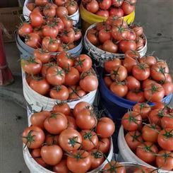 眉山市 西红柿 现货新鲜蔬菜 应用广泛宏远果蔬