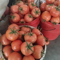 西红柿 西红柿批发价格