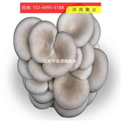 平菇 科佳1号 平菇（广温） 质量优 蘑菇供应商