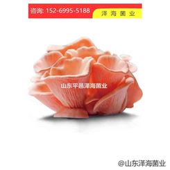 滨州 山东平邑泽海菌业  红平菇 种类齐全