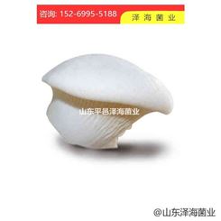 优质白灵菇食用菌 各种蘑菇