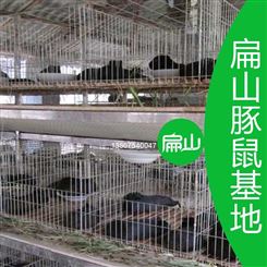 黑豚回收购 福建2020规模黑豚养殖基地龙岩彩豚永定漳平长汀上杭白豚养殖场